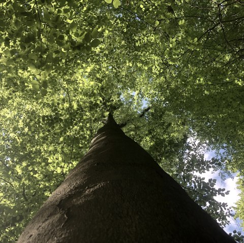 Wald, © Gabriele Arzdorf