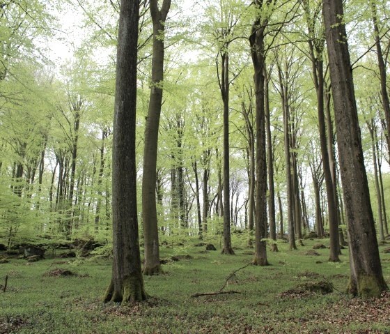 Wald, &copy; Tourist-Info Vulkanregion Laacher See/Schote