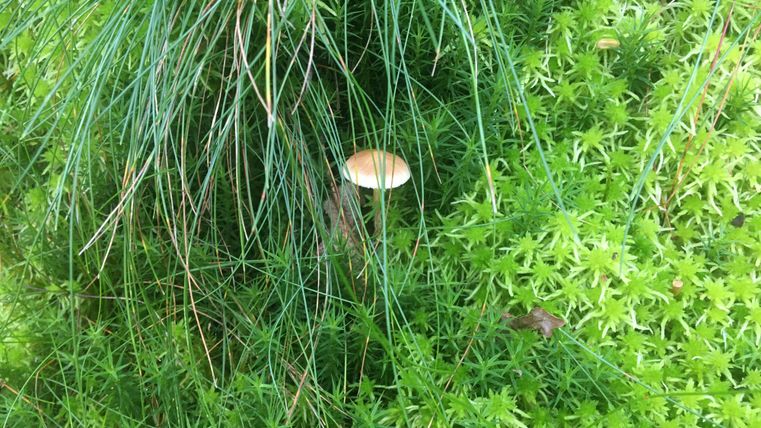 Een klein, bruin paddenstoeltje groeit tussen groene mos en gras. De omgeving is weelderig en natuurlijk.