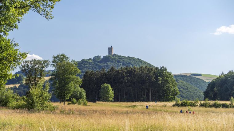 Eine große, sonnige Wiese mit Bäumen im Vordergrund und einem Hügel im Hintergrund, auf dem ein Turm steht. Der Himmel ist klar und blau.