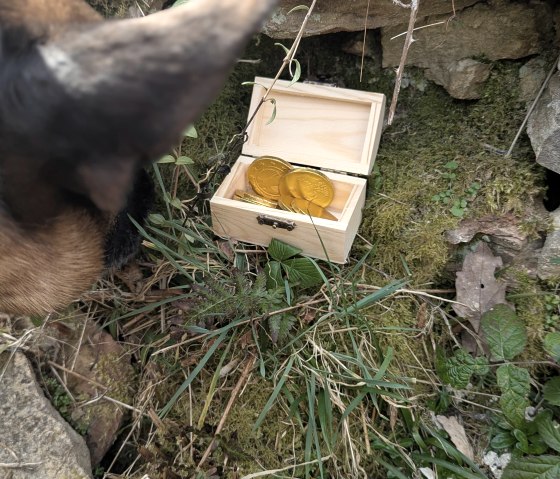 Hund 2, © Maren Dönhoff