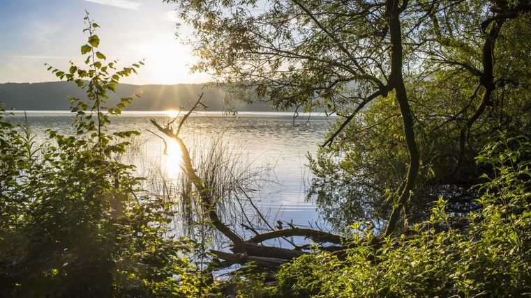 A calm lake at sunset, surrounded by trees and plants. The light sparkles on the water's surface.
