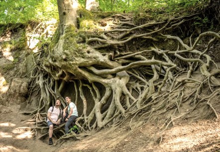 Imposante Bäume, © Eifel Tourismus GmbH/Dominik Ketz