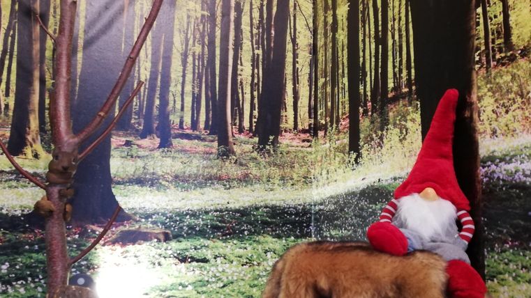 A cute gnome sits on a piece of fur in front of a beautiful forest wallpaper. The trees and green grass in the background create a relaxed atmosphere.