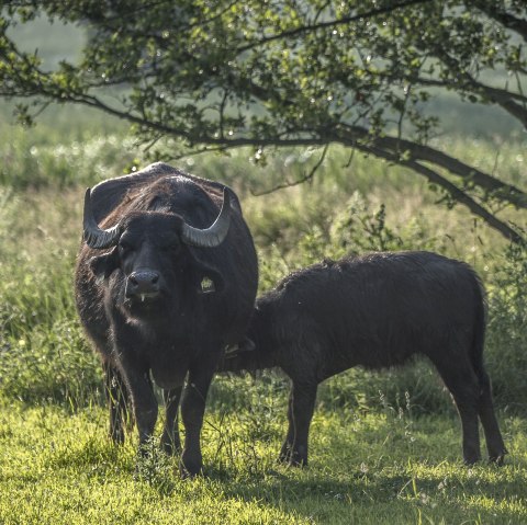 Cache  Laachus trifft Vulkanius bei den B&uuml;ffeln, &copy; Kappest/Vulkanregion Laacher See