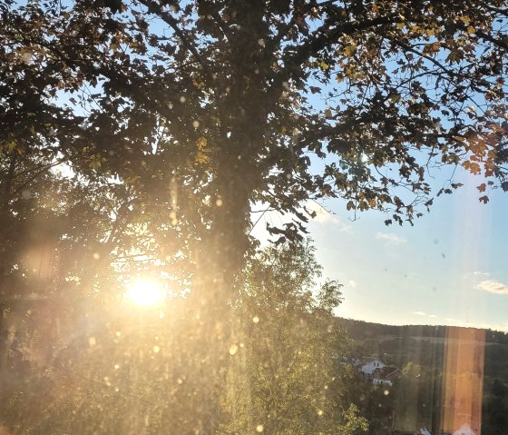 Abendsonne Am Baumwipfel