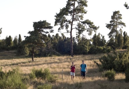 Zwei Personen spazieren durch die Wabener Wacholderheide bei Volkesfeld. Die Landschaft ist von Gras und vereinzelten Bäumen geprägt., © Traumpfade/Kappest