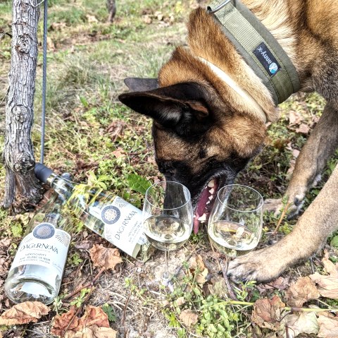 Hund 1, &copy; Maren D&ouml;nhoff