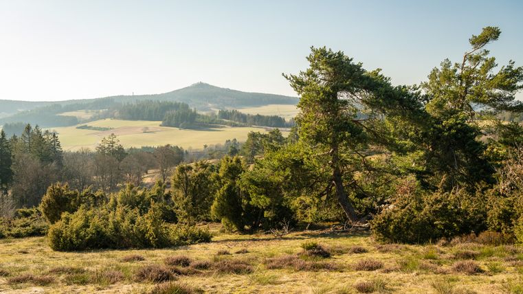 Landschap in de Eifel met jeneverbesstruiken en heuvels op de achtergrond.