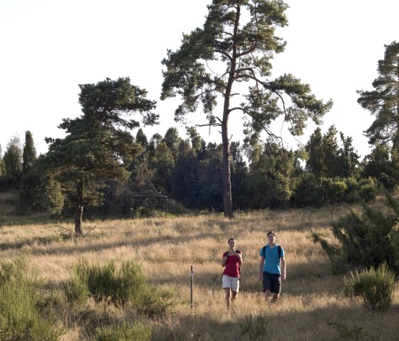 Heidehimmel Volkesfeld - Waben juniper heath, © Traumpfade/Kappest