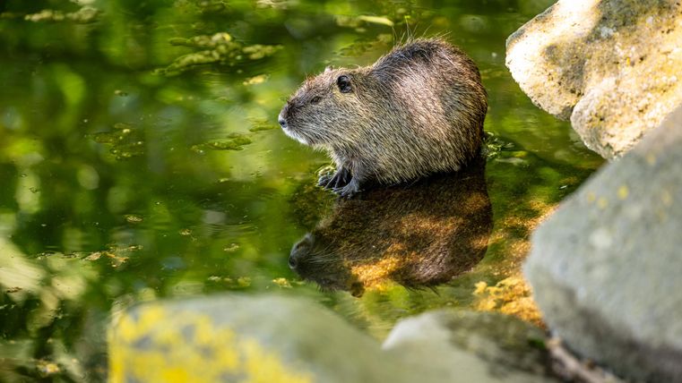 Ein kleines Tier sitzt am Ufer eines ruhigen Gewässers. Es schaut ins Wasser, während das Sonnenlicht die Szene beleuchtet.