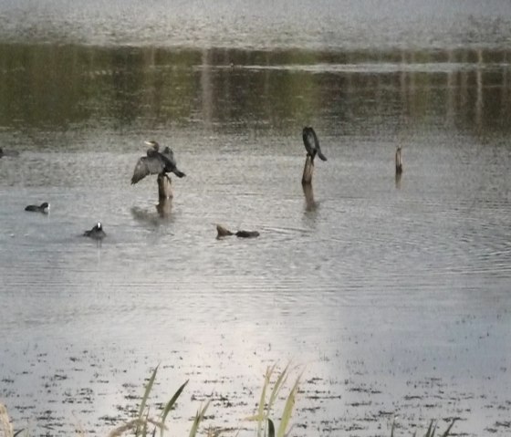 Schwarze "R&auml;uber" am Rodder Maar, &copy; Herbert Birnberg