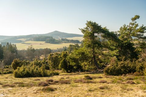 Landschap in de Eifel met jeneverbesstruiken en heuvels op de achtergrond.