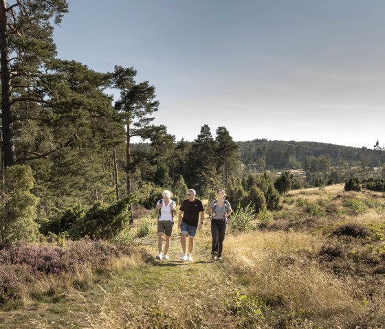Natur mit Heide auf dem Wanderweg Vinxtbachtaler V, &copy; TI Laacher See