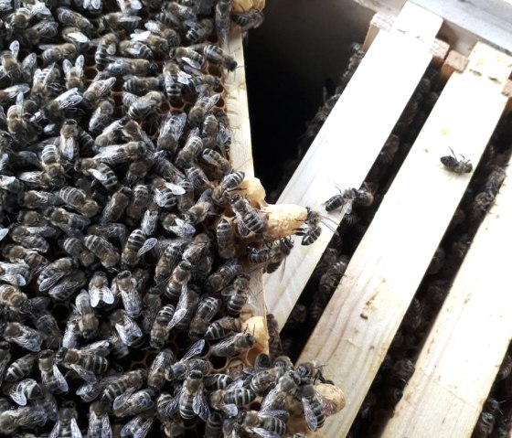 Bienenschwarm, &copy; Imkerei Schmidt