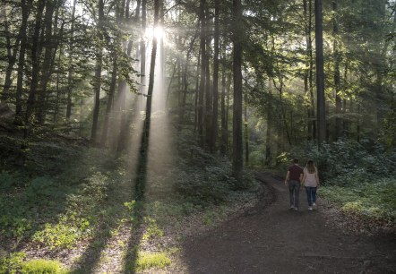 Wald am Laacher See, © Klaus-Peter Kappest