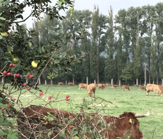 Natur in der Eifel, &copy; Frank B&ouml;rsch