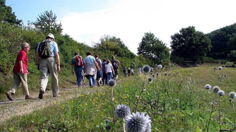Eine Wandergruppe geht auf einem Weg durch eine grüne Landschaft. Im Vordergrund wachsen wilde Blumen.