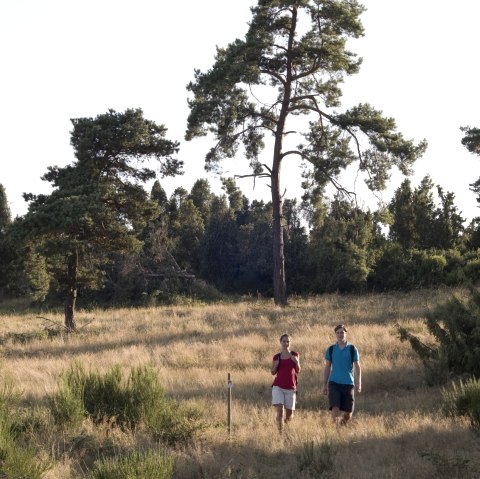 Heidehimmel Volkesfeld - Waben juniper heath, © Traumpfade/Kappest