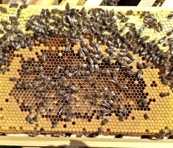 Wabe, &copy; Imkerei Schmidt