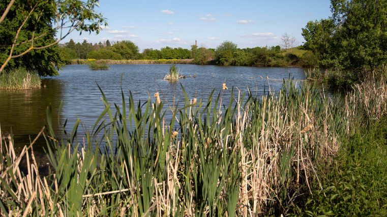 Ein ruhiger Teich umgeben von Schilfrohr und Bäumen. Der Himmel ist klar und die Natur wirkt friedlich.