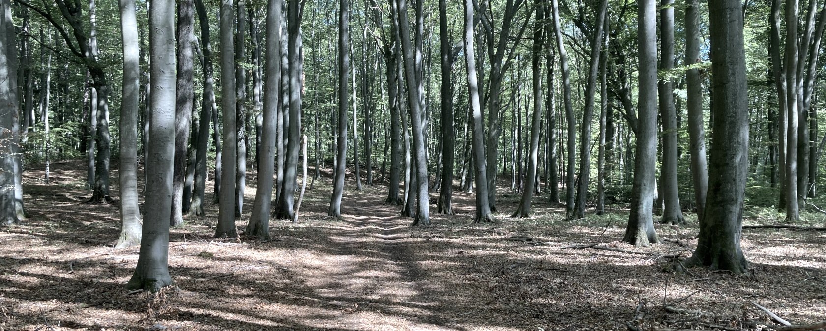 Wald, &copy; M. Schmitz