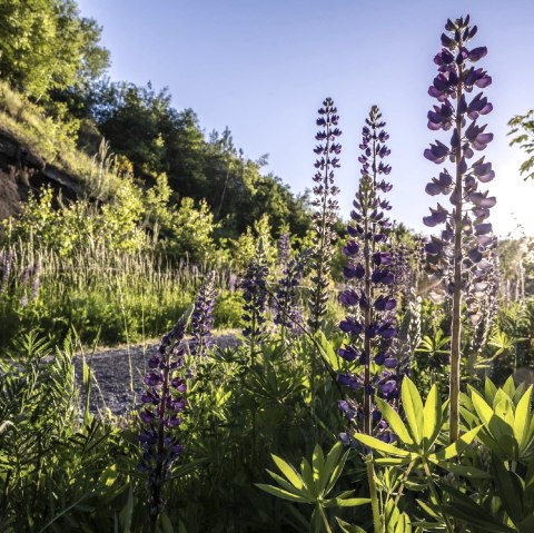 Lupinen an der Schwarzen Wand, &copy; Kappest/VG Pellenz