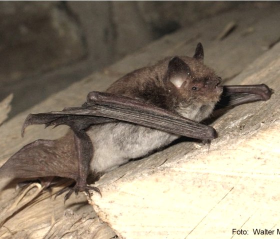 Wasserfledermaus, © Walter Müller