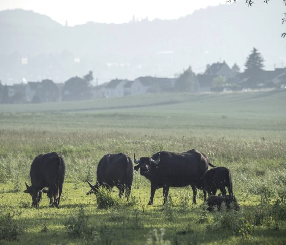 Eine Gruppe von B&uuml;ffeln grast auf einer gr&uuml;nen Wiese. Im Hintergrund sind H&auml;user und H&uuml;gel zu sehen, die eine l&auml;ndliche Idylle vermitteln., &copy; Klaus-Peter Kappest/Vulkanregion Laacher See