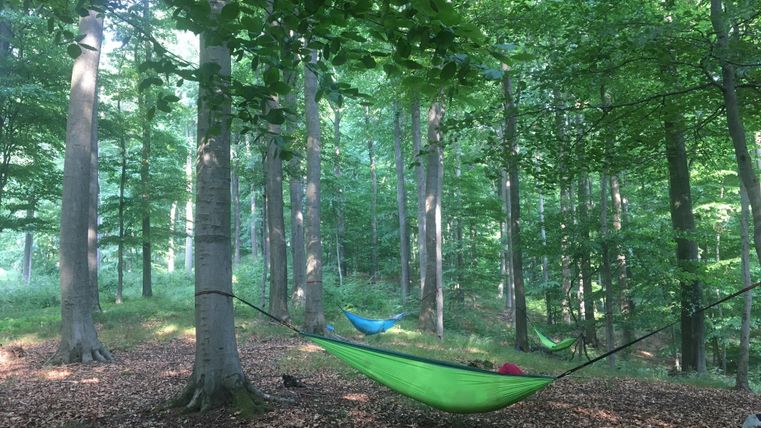 Hammocks in a peaceful forest with green trees. The ground is covered with leaves, creating a relaxed atmosphere.