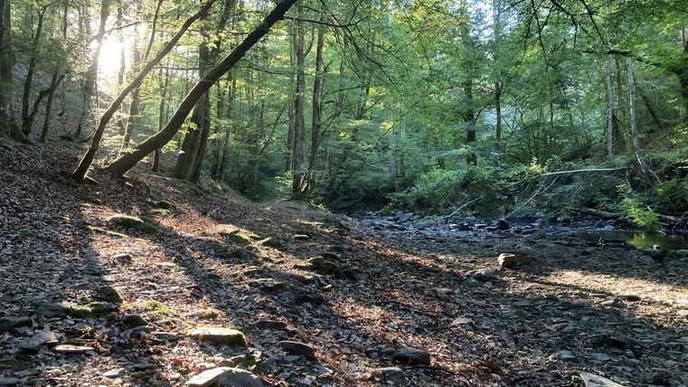 A quiet forest path with sunlight filtering through the trees. The ground is covered with leaves and stones.
