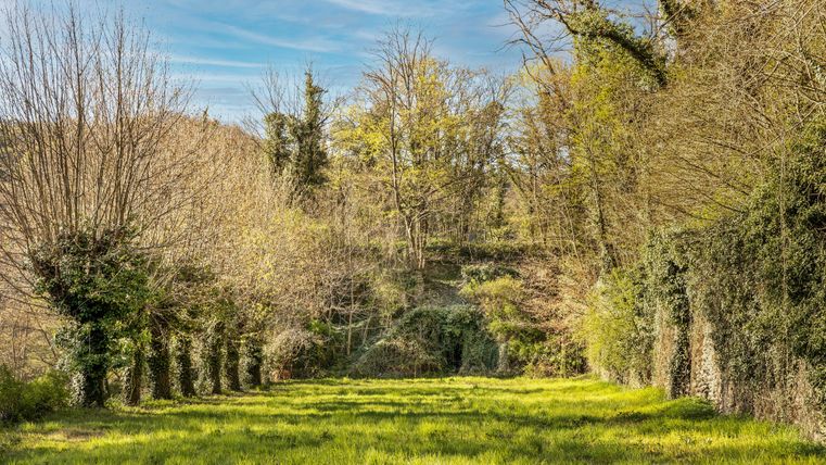 Eine grüne Wiese umgeben von Bäumen und Sträuchern. Der Himmel ist klar und die Natur wirkt friedlich und einladend.