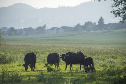An image of water buffalos grazing on a green meadow. In the background, gentle hills and a tranquil landscape can be seen.