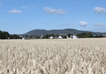 Weizenfelder, &copy; VG Pellenz/Manea