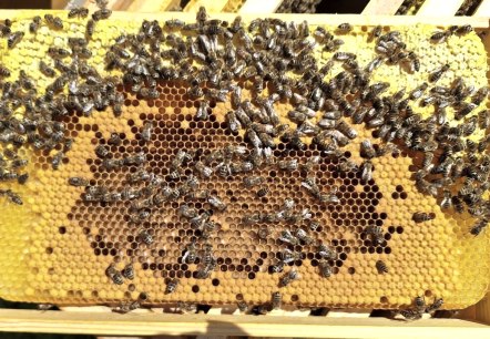 Wabe, &copy; Imkerei Schmidt