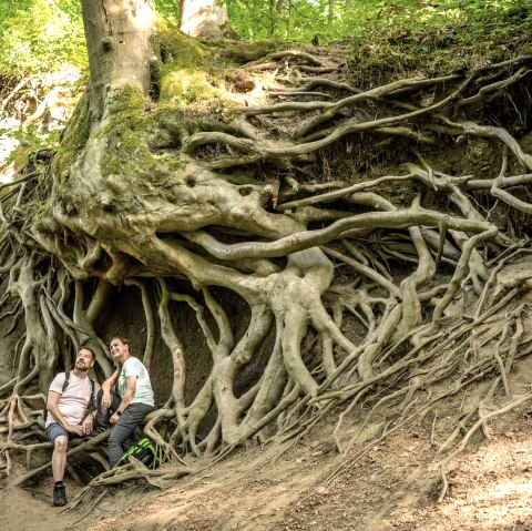 Des arbres imposants, © Eifel Tourismus GmbH/Dominik Ketz