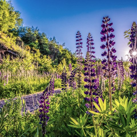 Blumen, © TI Vulkanregion Laacher See
