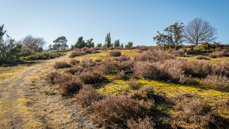 Ein Wanderweg führt durch eine Heidelandschaft mit Wacholderbüschen unter klarem, blauem Himmel.