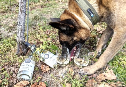 Hund 1, © Maren Dönhoff