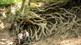 Imposante Bäume, © Eifel Tourismus GmbH/Dominik Ketz
