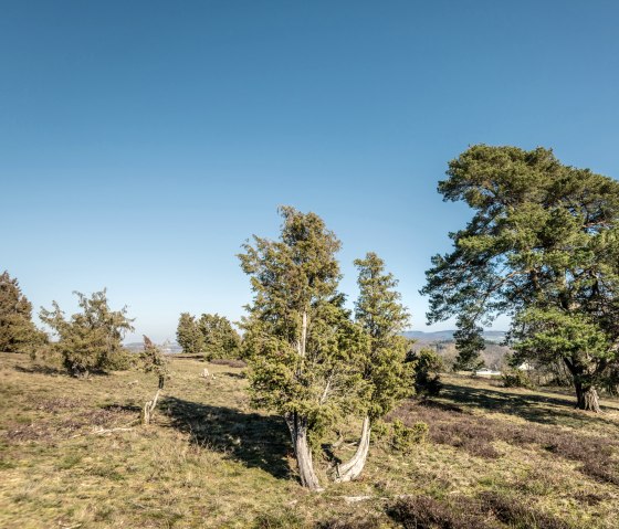 Traumpfad Wacholderweg bij Langscheid, wandeltocht door jeneverbes en heide, © Eifel Tourismus GmbH, D. Ketz