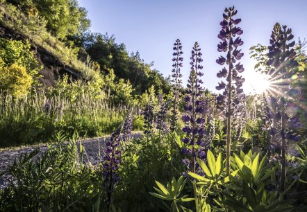 Lupinen an der Schwarzen Wand, &copy; Kappest/VG Pellenz