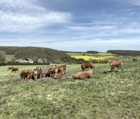 Eifellandschaft bei Oberd&uuml;renbach, &copy; Christof B&uuml;rger