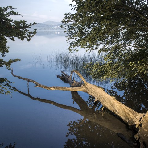 Laacher Seeufer, &copy; Klaus-Peter Kappest