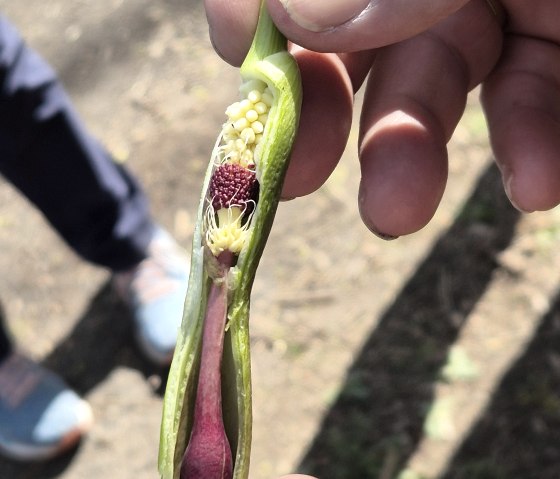 Botanische Wanderung, &copy; Binaca Jakobi