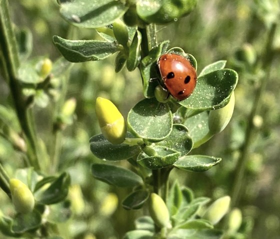 Marienk&auml;fer, &copy; Gabriele Arzdorf