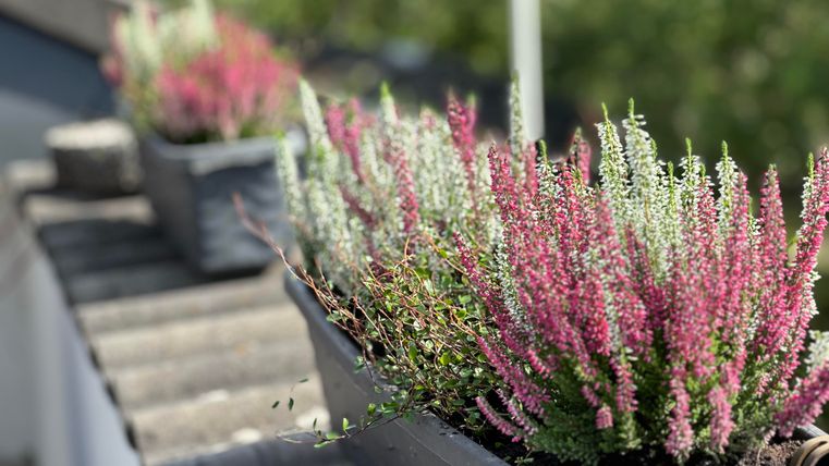 Bunte Pflanzen in blühenden Kästen stehen auf einer Fensterbank. Die Farben variieren zwischen Rosa und Grün.