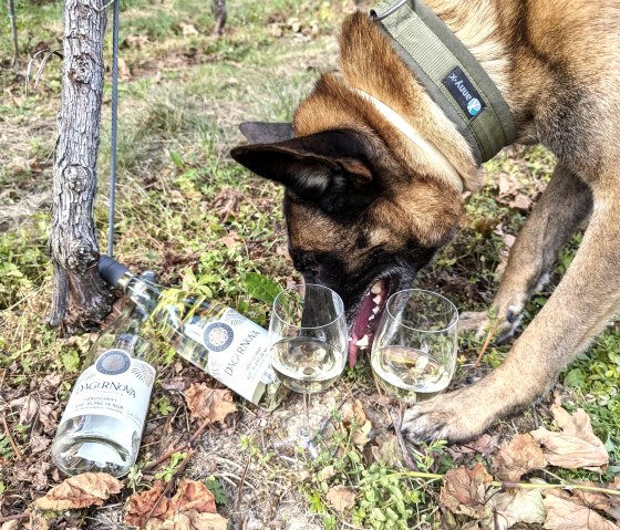 Hund 1, &copy; Maren D&ouml;nhoff