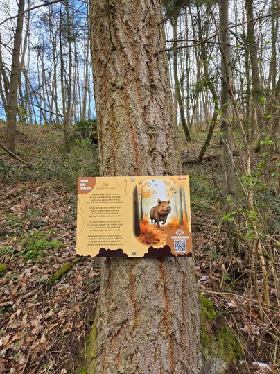 A tree in the forest with an information sign above it. The sign displays text and an illustration of an animal.
