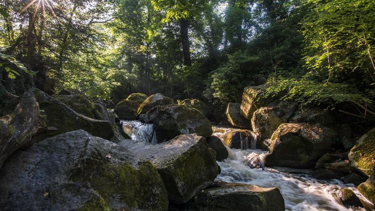 Ein ruhiger Wald mit großen, moosbedeckten Steinen und einem fließenden Bach. Sonnenstrahlen fallen durch die Bäume und schaffen eine friedliche Atmosphäre.